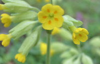 Schlsselblume